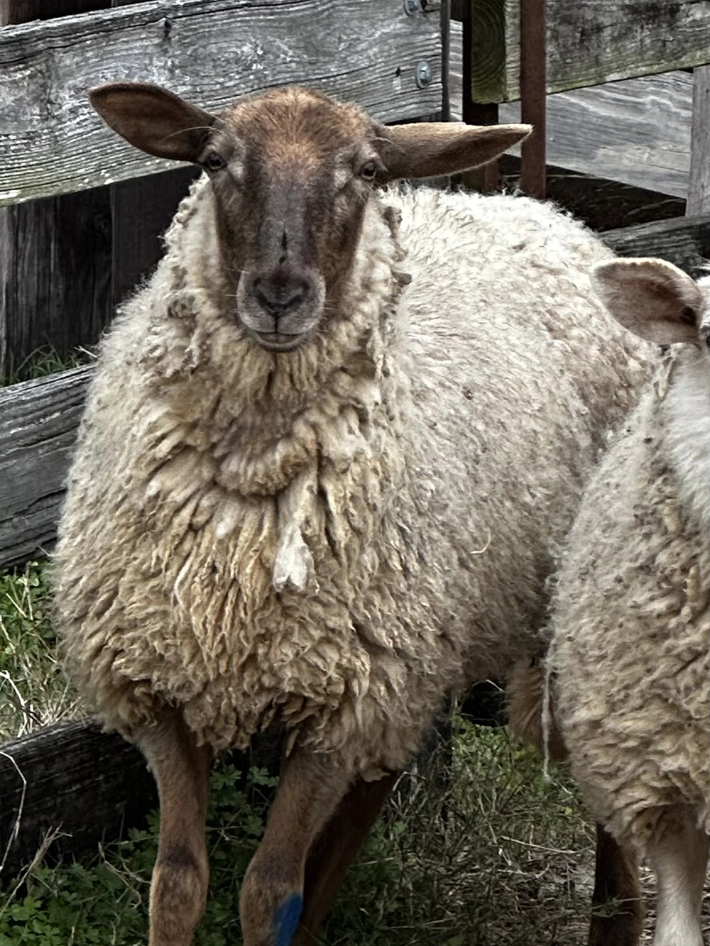 Florida Cracker sheep