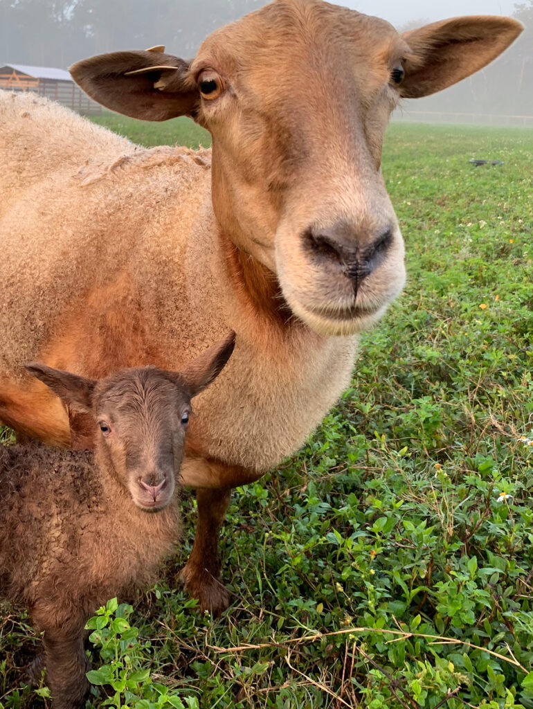 IMG 0412 Florida Cracker layer