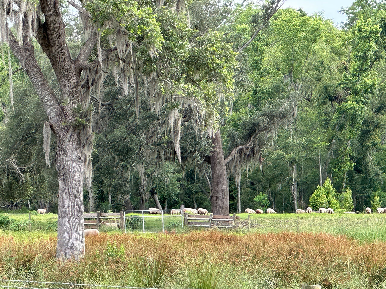 IMG 7637